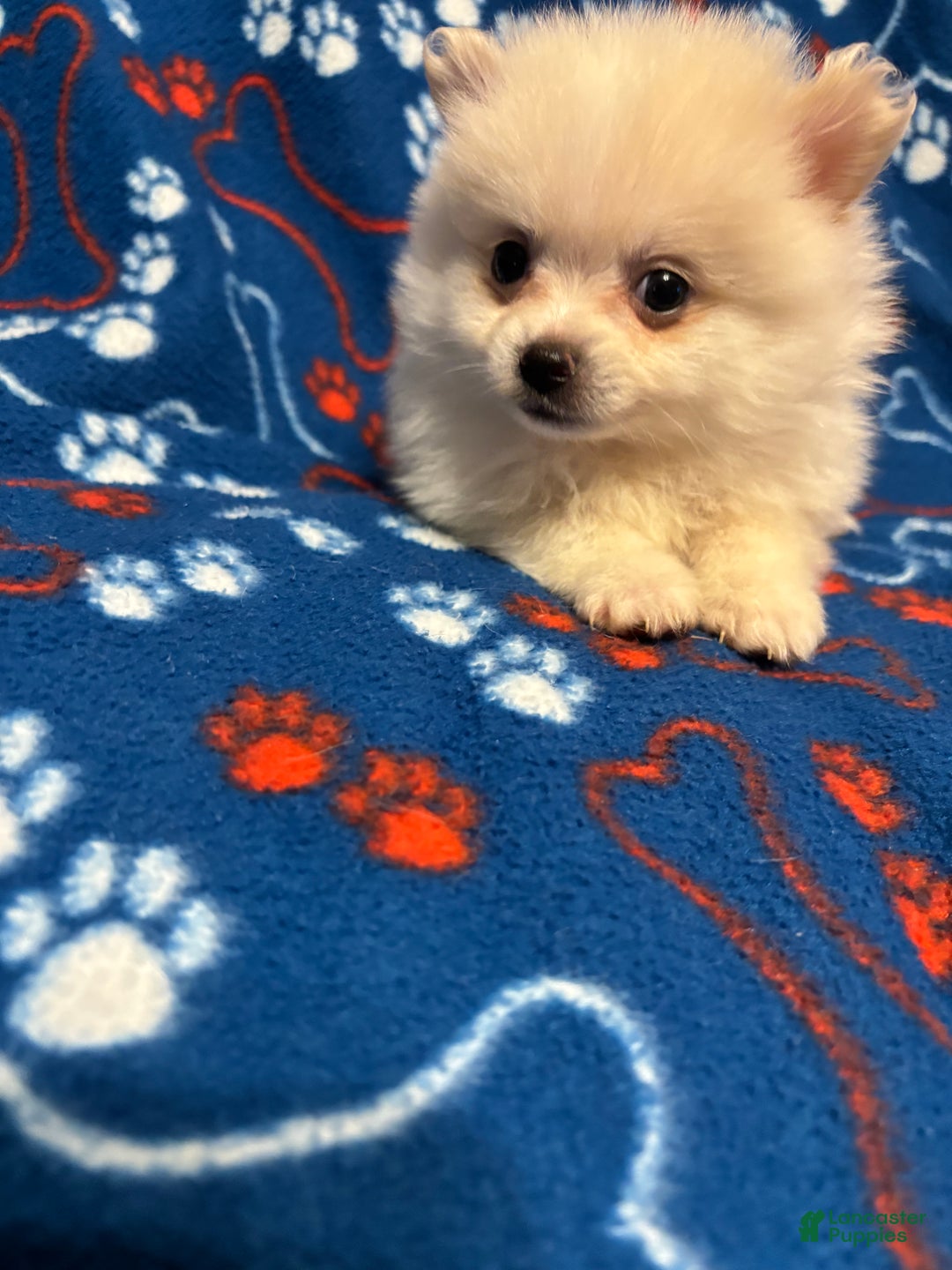Pomeranian dogs for sale: Pomeranian Puppy 1 - Ad 3
