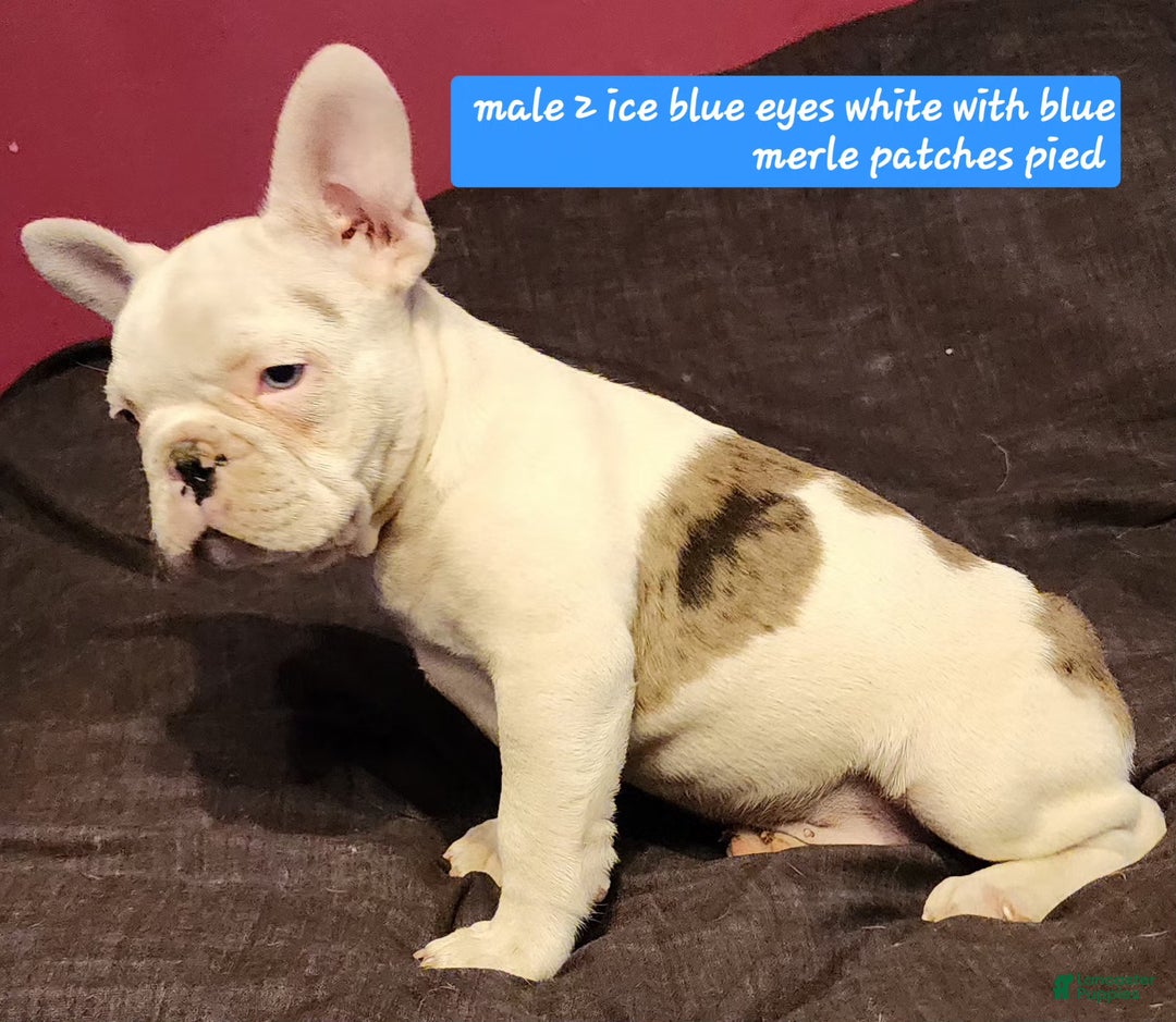 French Bulldog dogs for sale: Keno - Ad 2