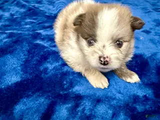 Pomeranian dogs Rusty - Ad 25