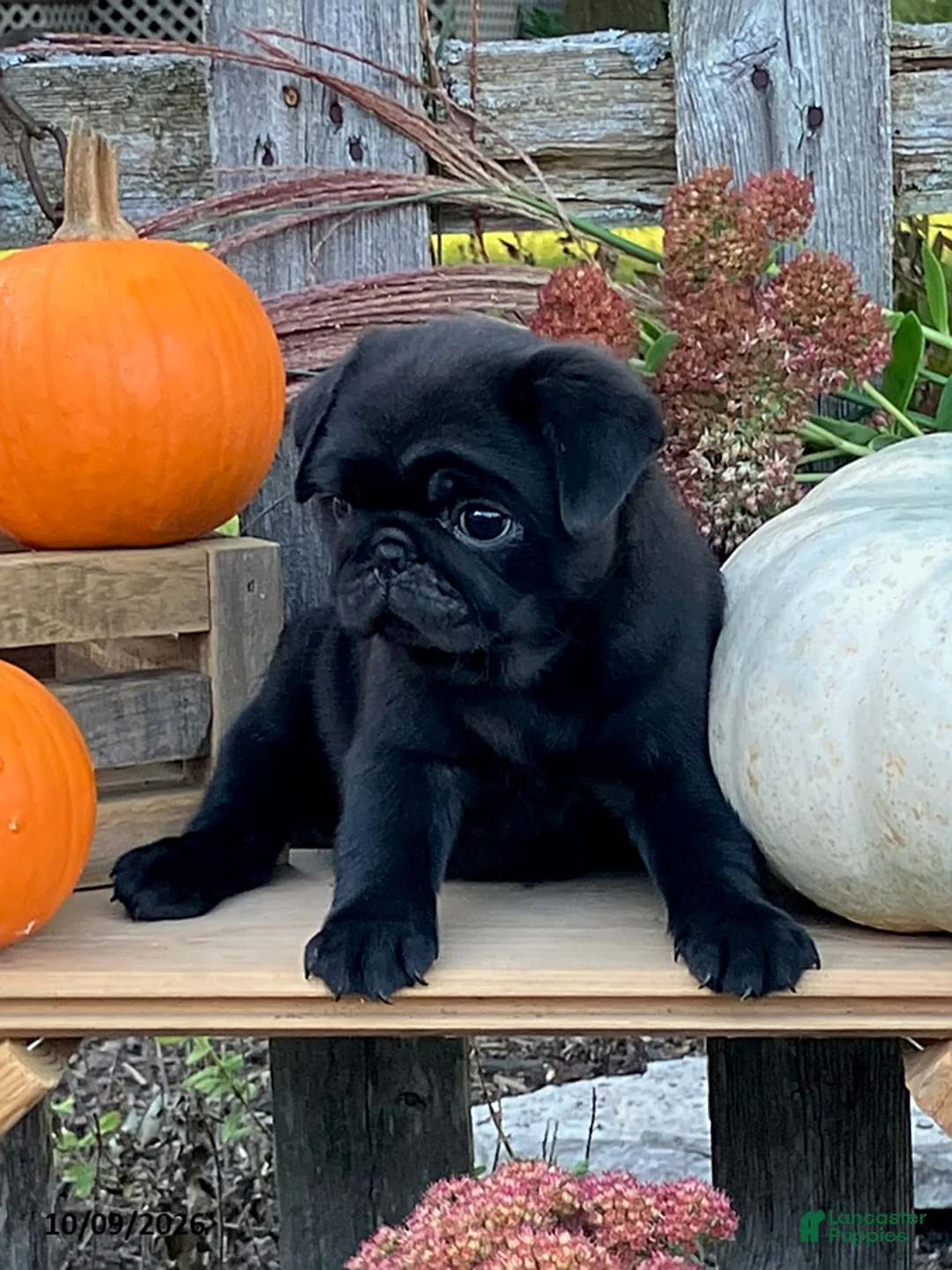 Pug dogs for sale: Chocolate - Ad 3