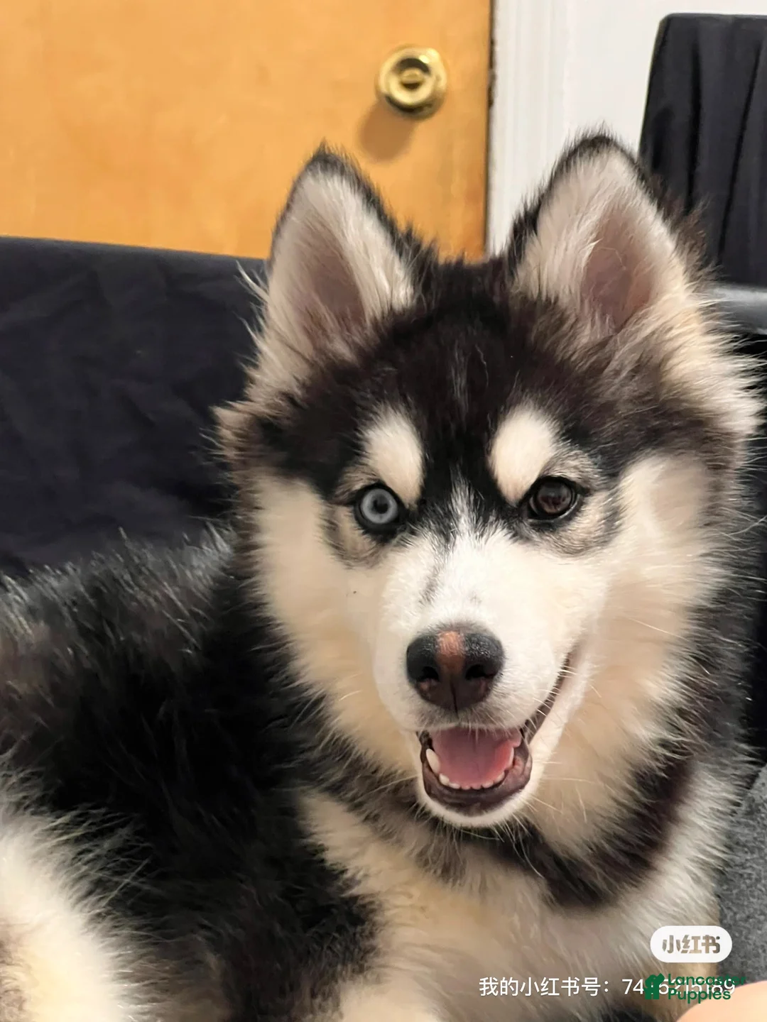Siberian Husky dogs for sale: Haha - Ad 2