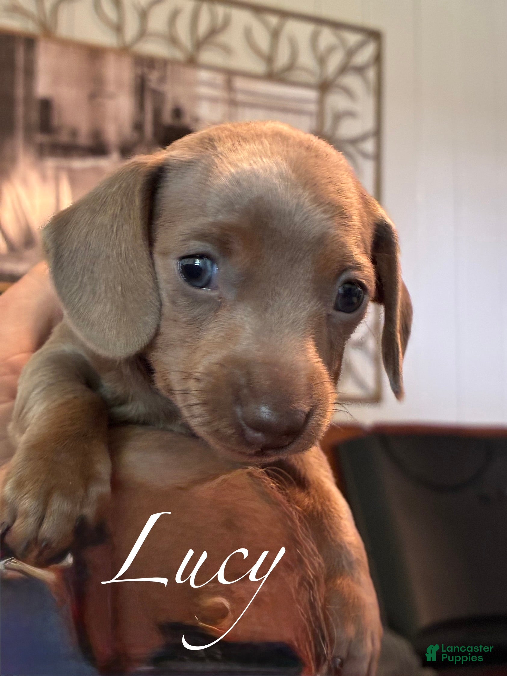 Miniature Dachshund dogs Miniature Dachshund Puppy 4 - Ad 20