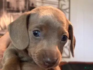 Miniature Dachshund dogs for sale: Miniature Dachshund Puppy 4 - Ad 1