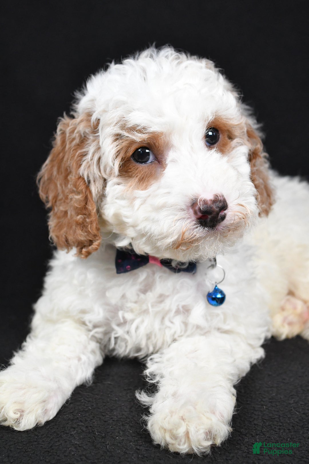 Cavapoo dogs for sale: Smokey - Ad 2