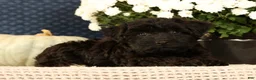 Yorkiepoo dogs for sale: Lainey - Ad 8