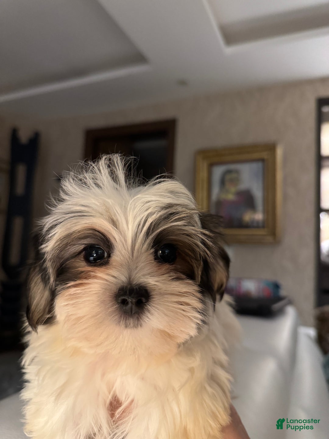 Morkie dogs for sale: Rice - Ad 3