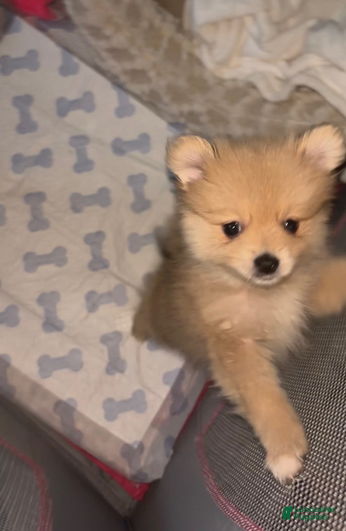 Pomeranian dogs Pomeranian Puppy 1 - Ad 2