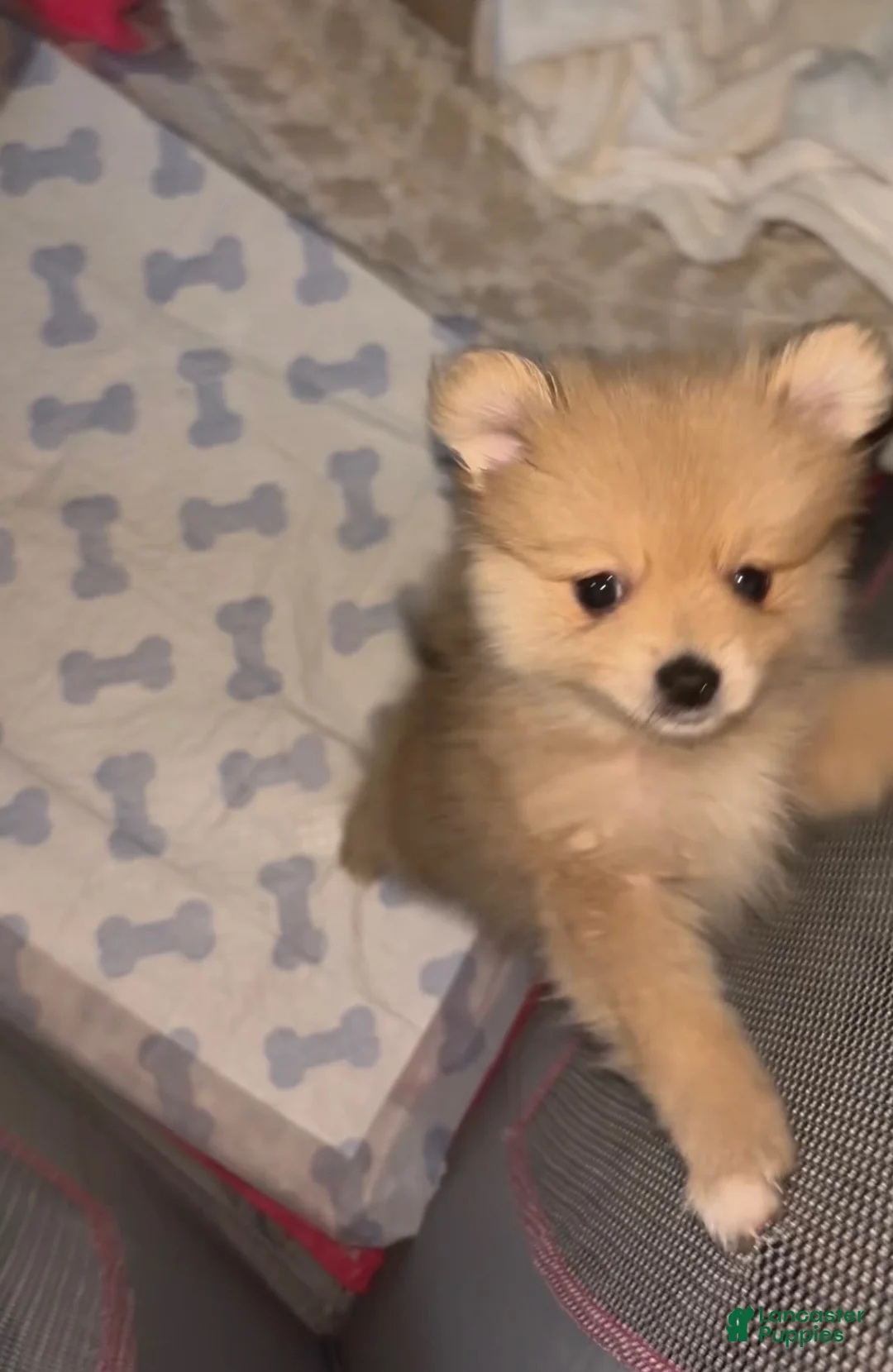 Pomeranian dogs for sale: Pomeranian Puppy 1 - Ad 1