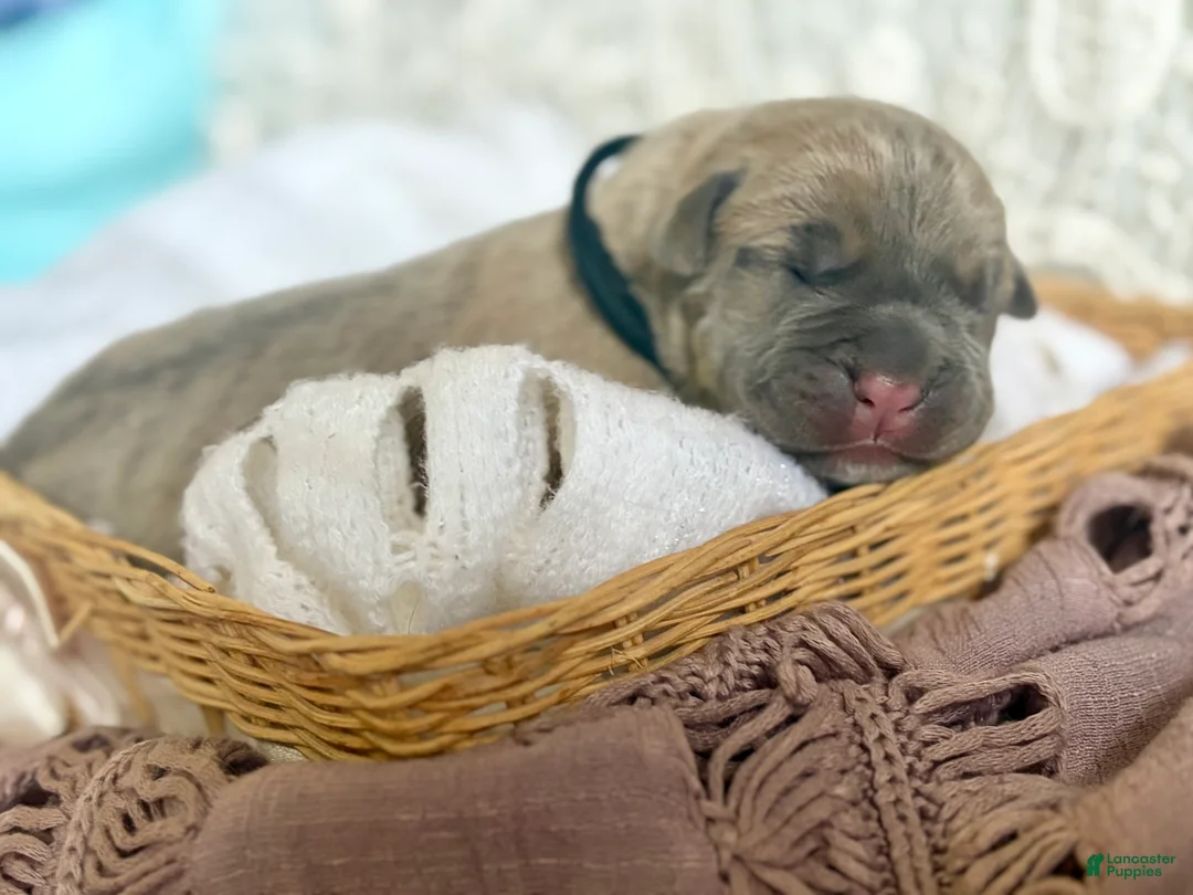 Cane Corso dogs for sale: Cane Corso Puppy 2 - Ad 1