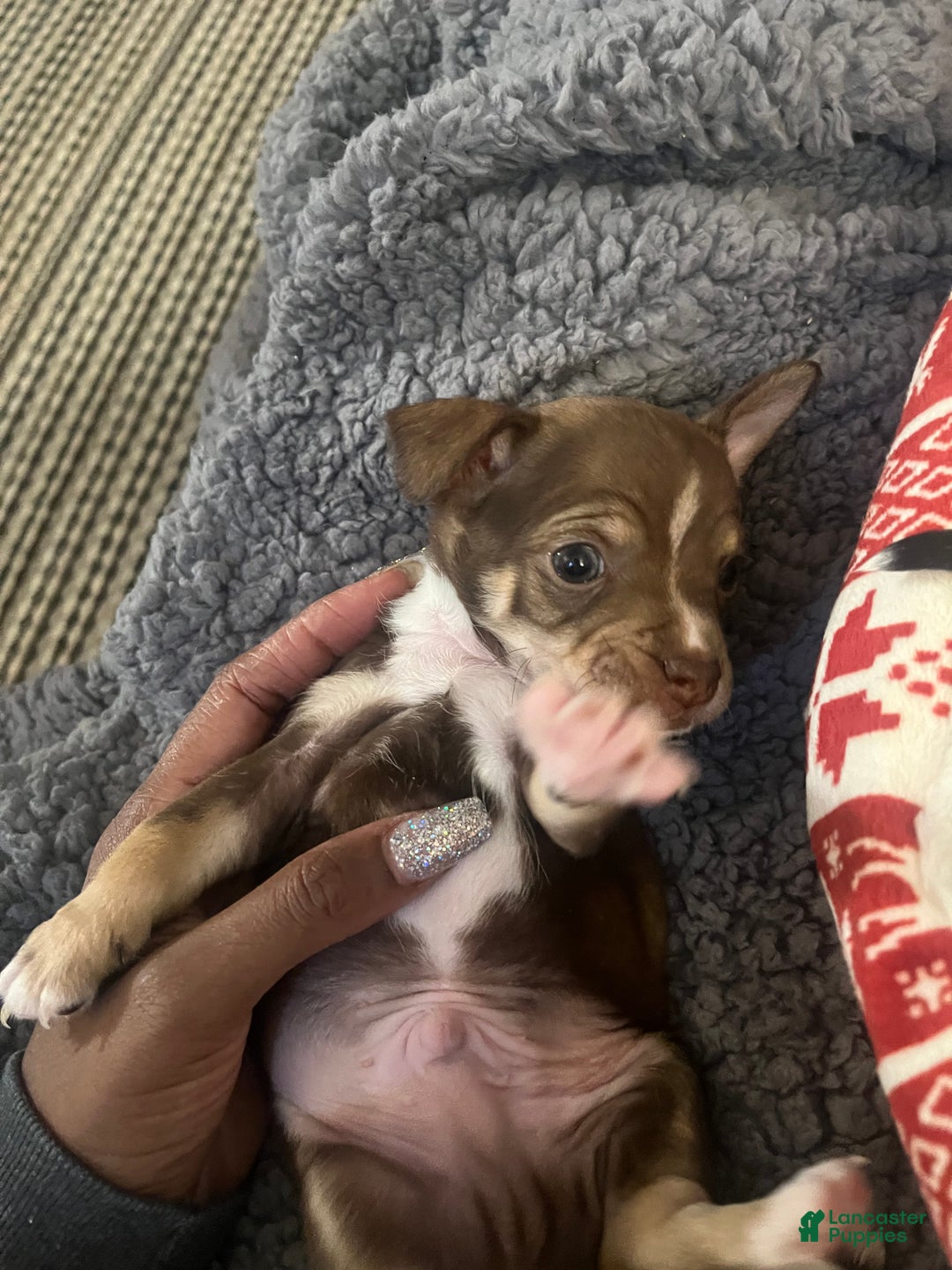 Chihuahua dogs for sale: Chihuahua Puppy 1 - Ad 5