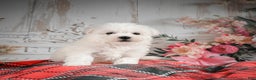 Bichon Frise dogs for sale: Meverick - Ad 8