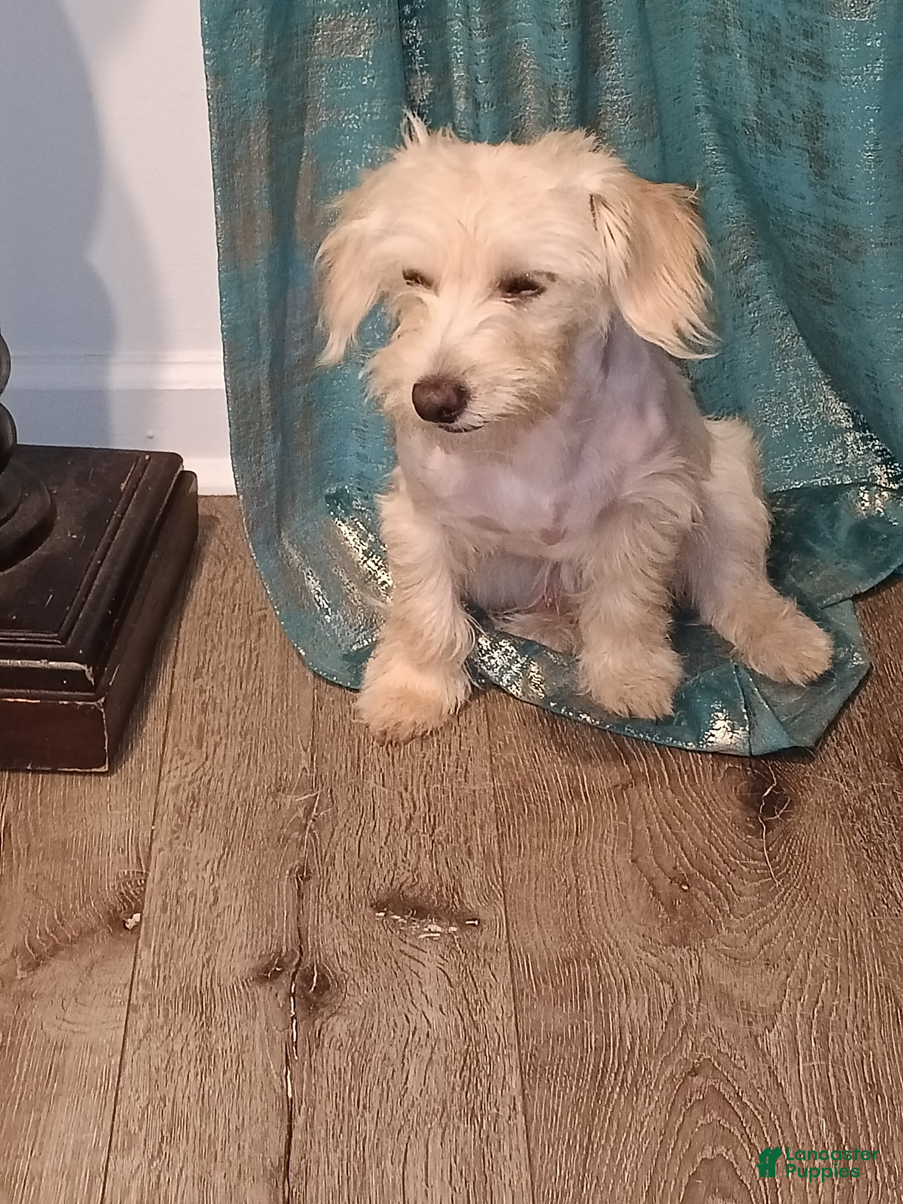 Maltipoo dogs Maltipoo Puppy 2 - Ad 5