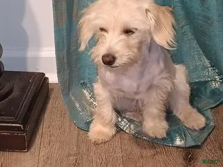 Maltipoo dogs Maltipoo Puppy 2 - Ad 5