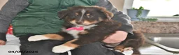 Australian Shepherd dogs for sale: Roxy - Ad 4