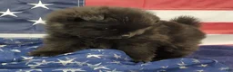 Pomeranian dogs for sale: Gage - Ad 4