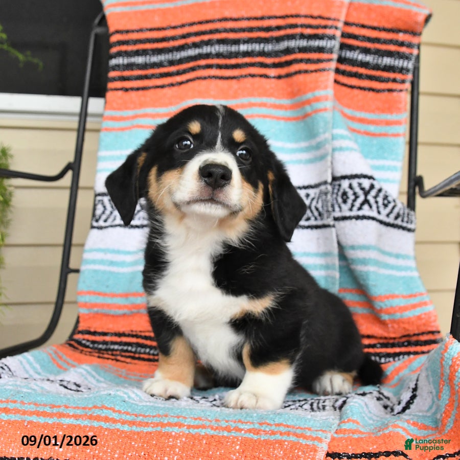 Mixed Breed dogs Toffee - Ad 2