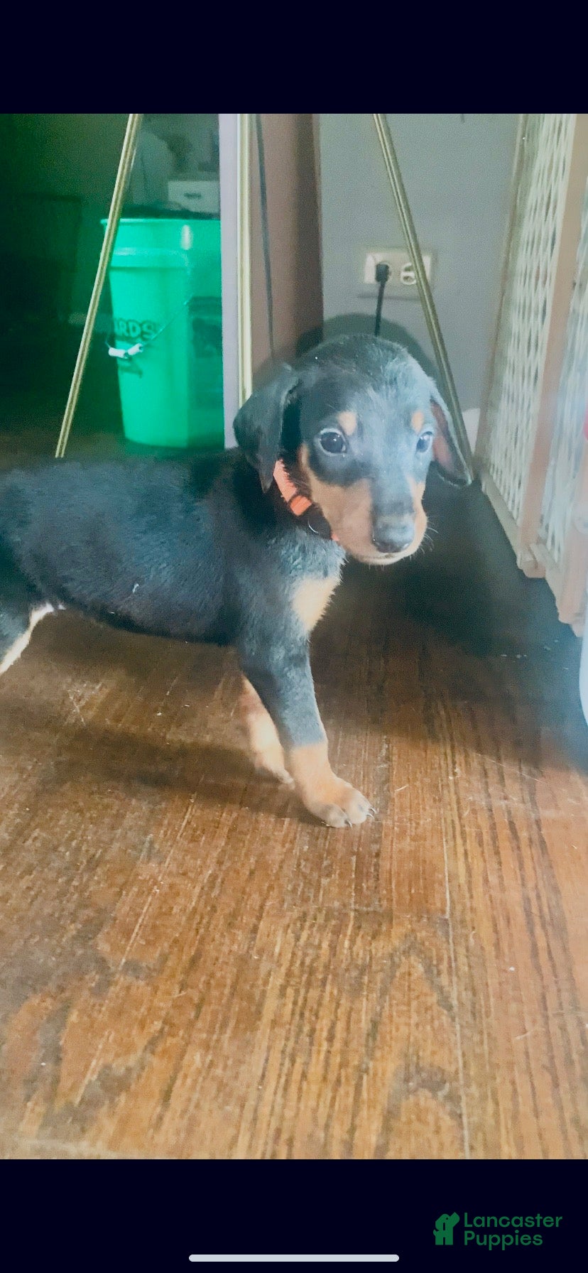 Doberman Pinscher dogs Orange Collar  - Ad 11
