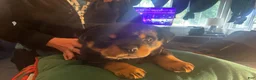 Rottweiler dogs for sale: Rottweiler Puppy 5 - Ad 1