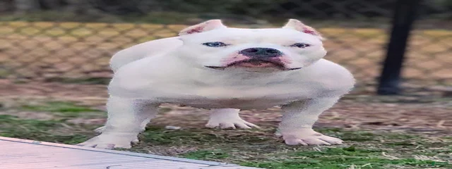 Duchess