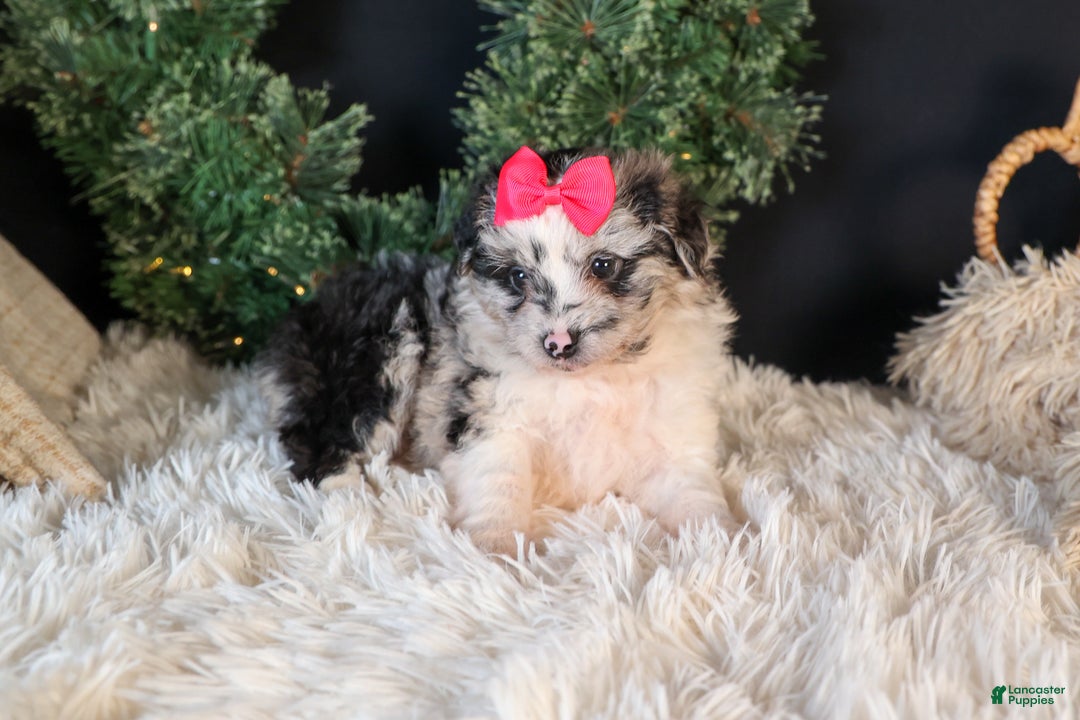 Mini Aussiedoodle dogs for sale: Gabby - Ad 7