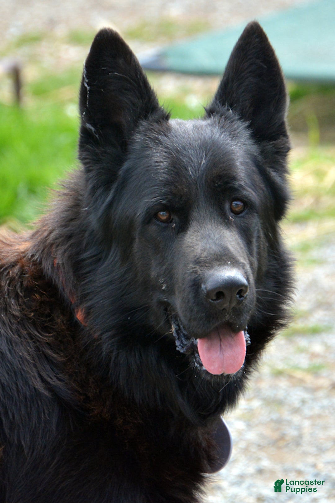 German Shepherd dogs for sale: German Shepherd Puppy 4 - Ad 7