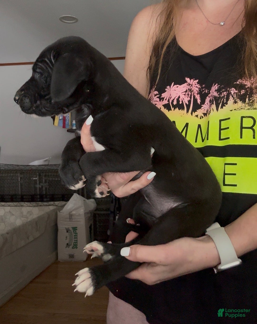 Great Dane dogs for sale: Zoey - Ad 4