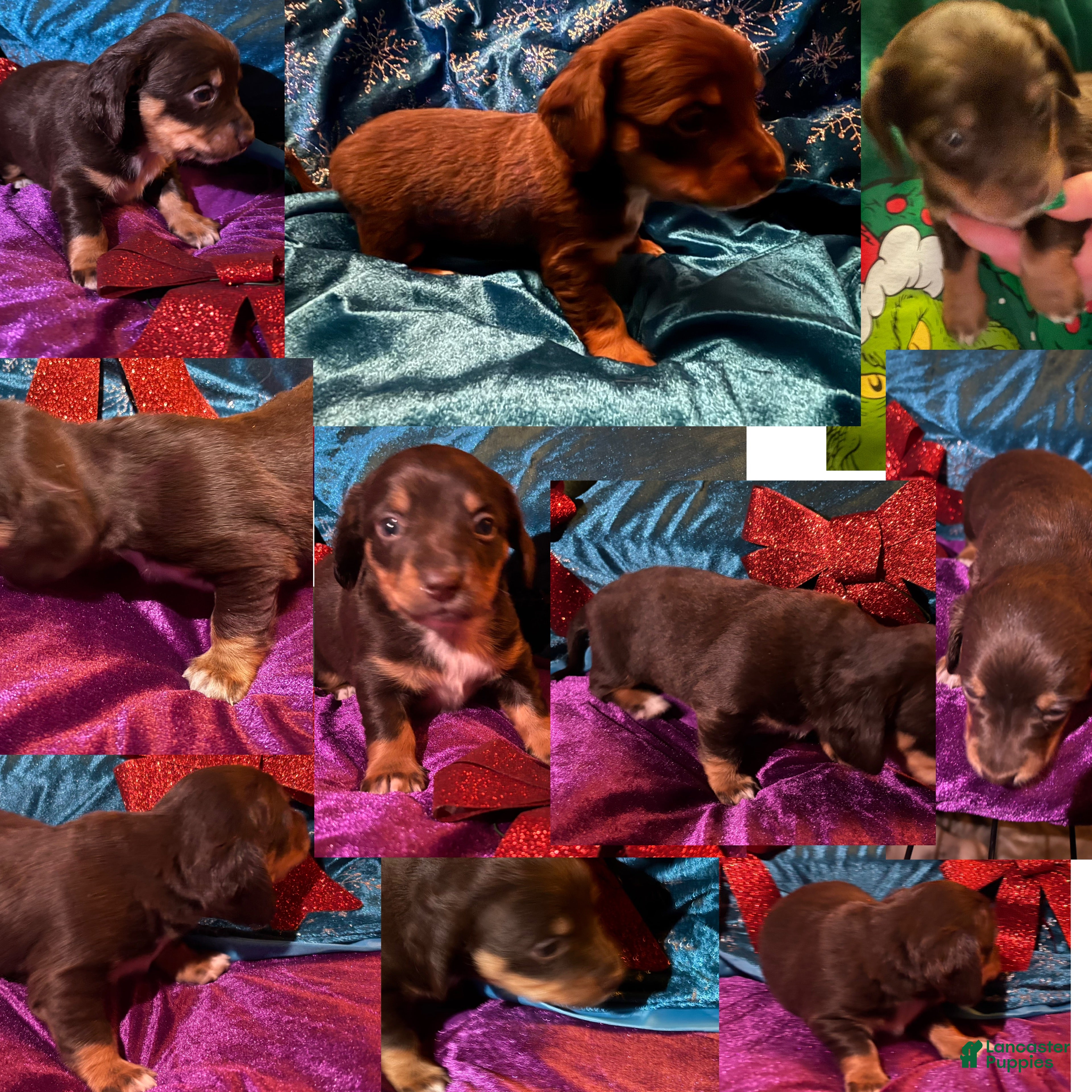 Miniature Dachshund dogs Miniature Dachshund Puppy 1 - Ad 26