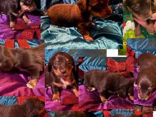Miniature Dachshund dogs Miniature Dachshund Puppy 1 - Ad 38
