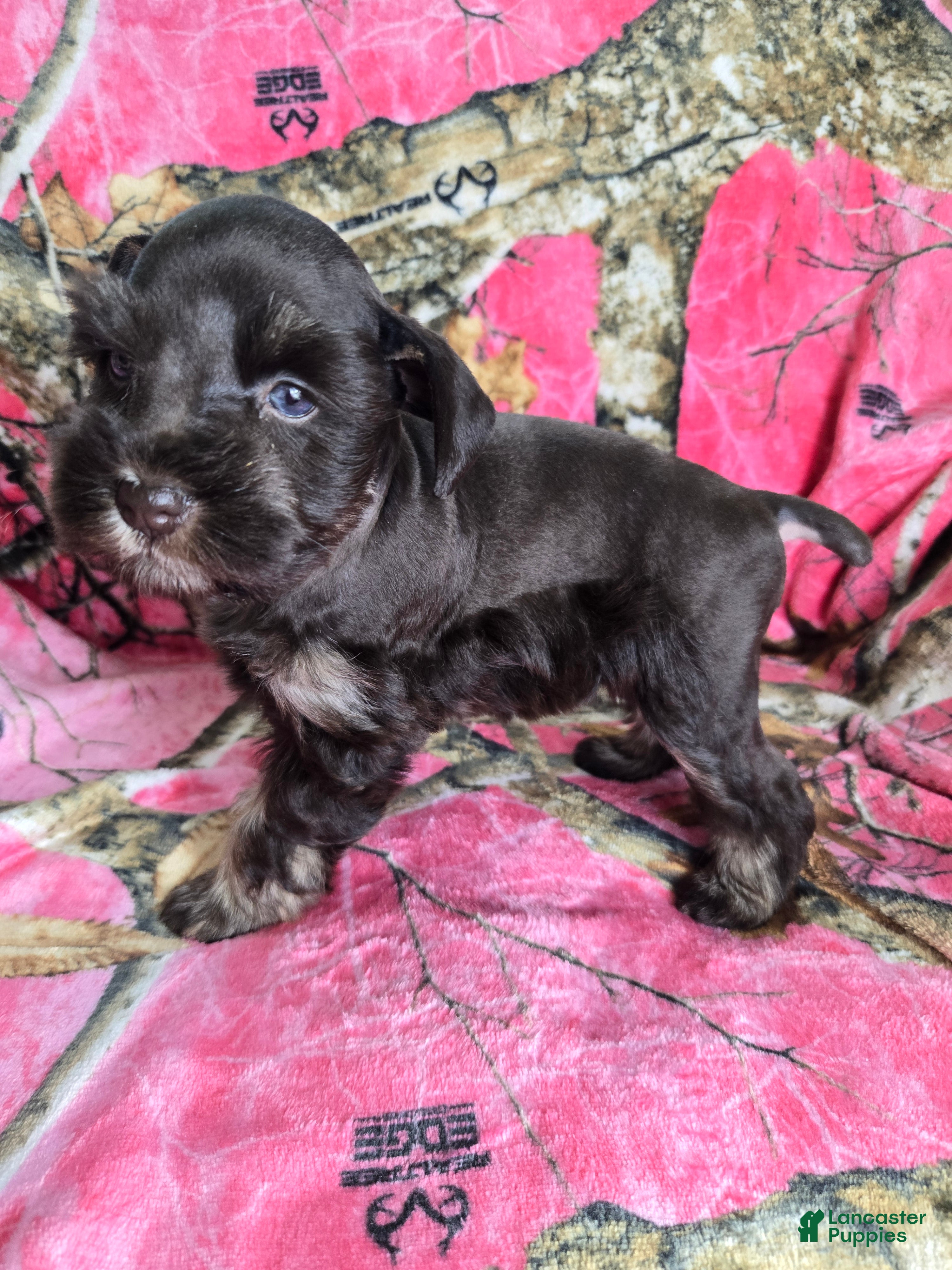 Miniature Schnauzer dogs Sally - Ad 2