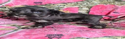 Miniature Schnauzer dogs for sale: Sally - Ad 2