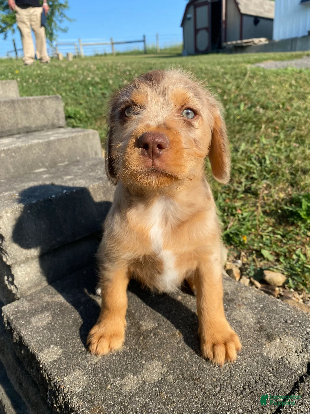 Mixed Breed dogs for sale: Millie - Ad 2