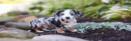 Miniature Dachshund dogs for sale: Anson - Ad 7
