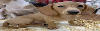 Dachshund Puppy 2