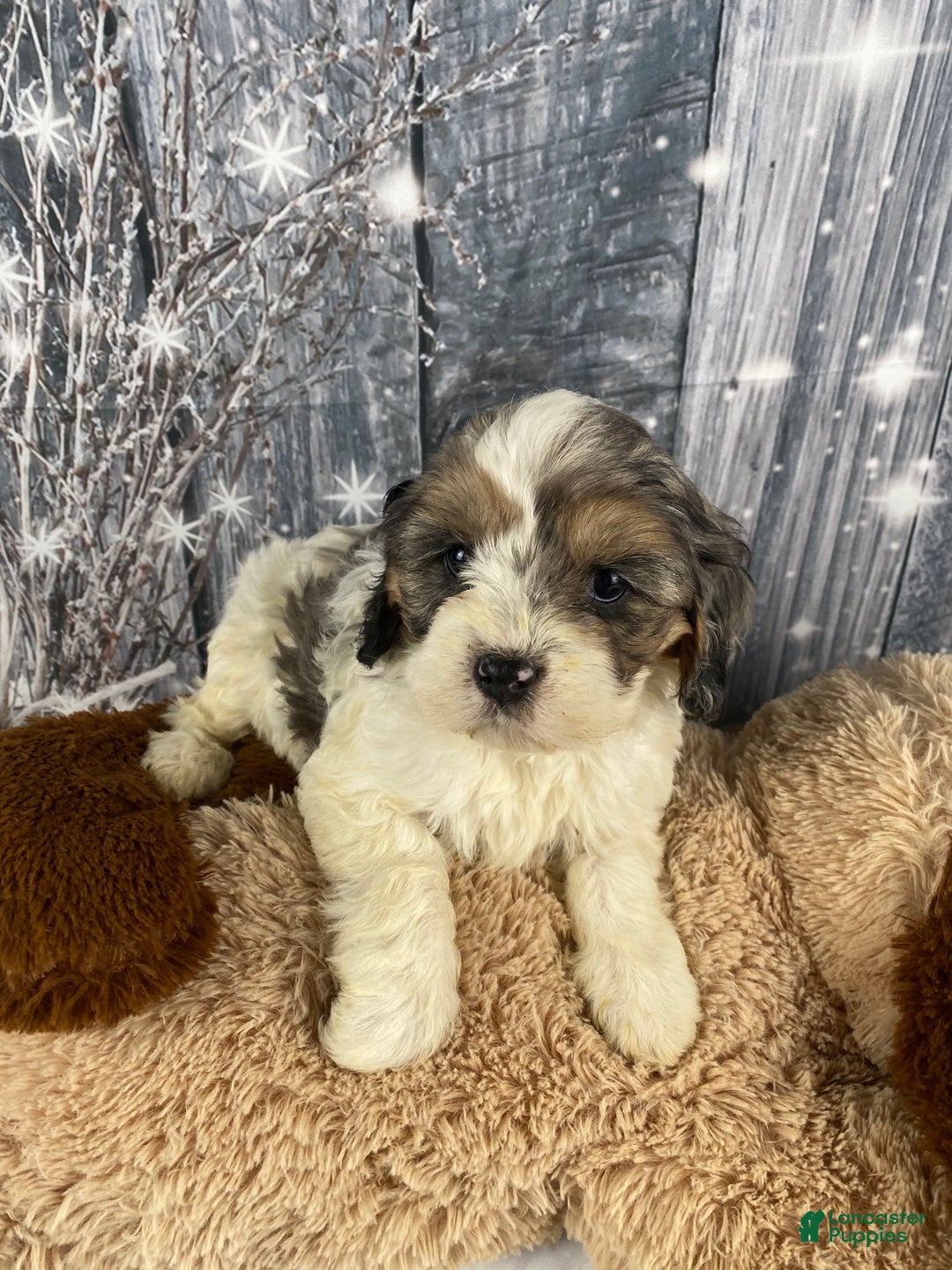 Cavapoo dogs for sale: Jessica - Ad 4