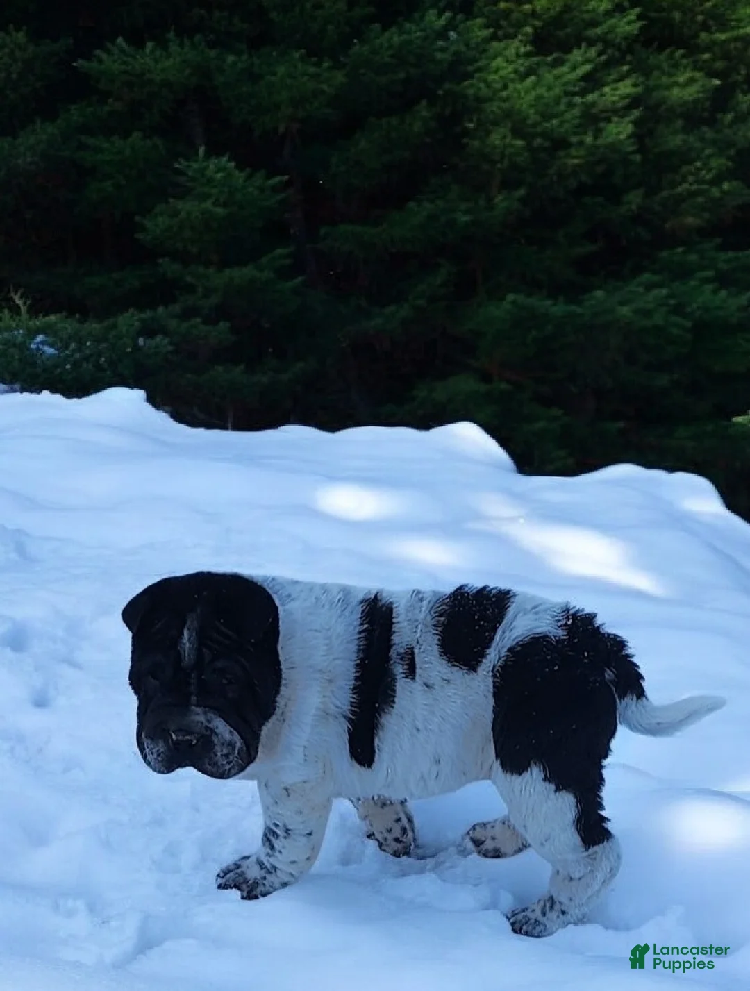 Shar Pei dogs for sale: Oreo black flower mini - Ad 17