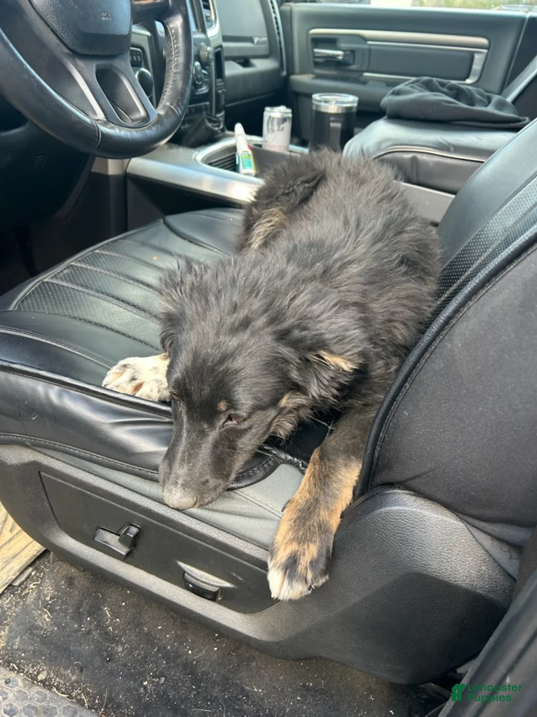 Australian Shepherd dogs for sale: Lady - Ad 2