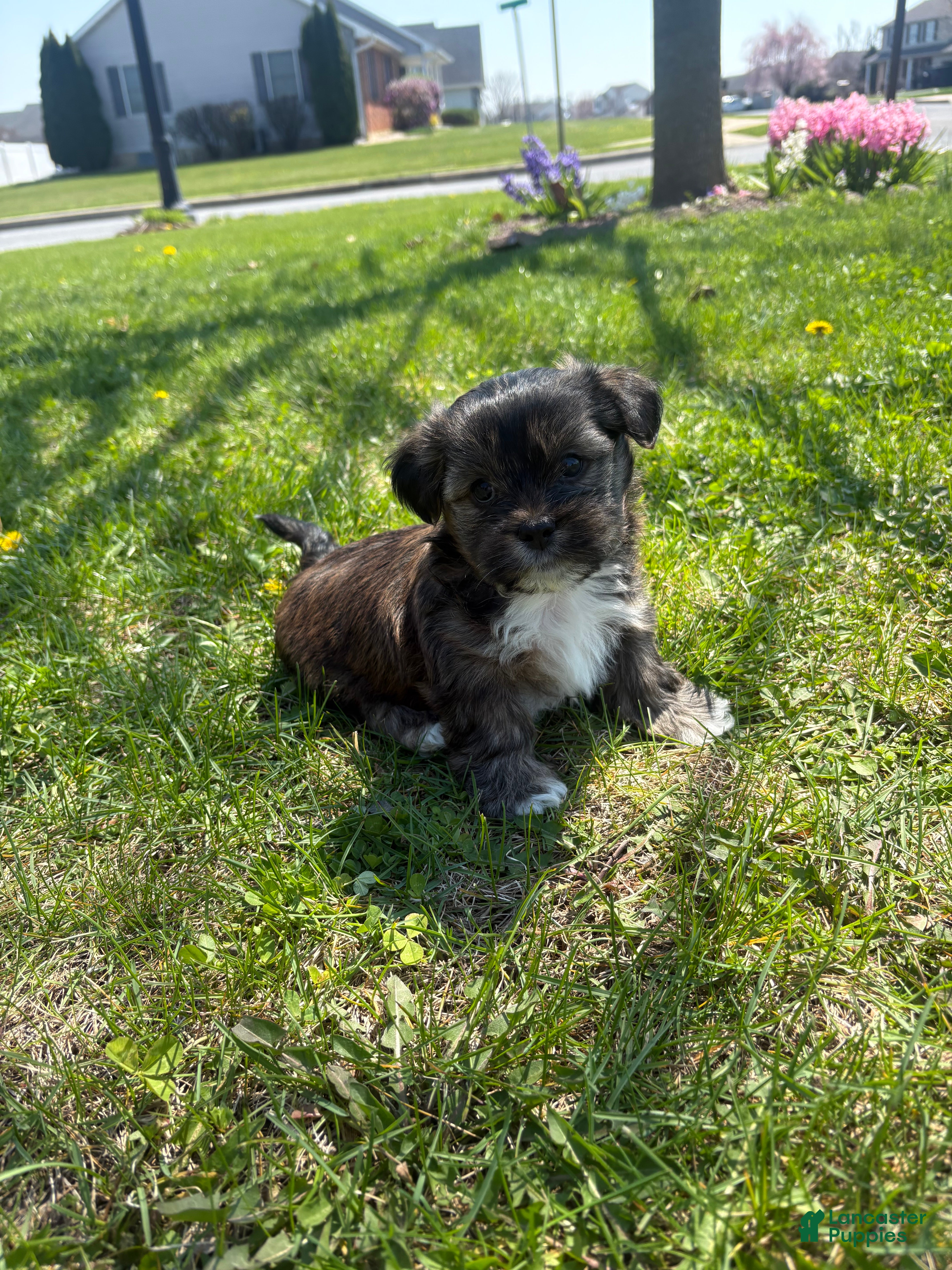 Mixed Breed dogs Coffee - Ad 6