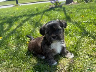 Mixed Breed dogs Coffee - Ad 6