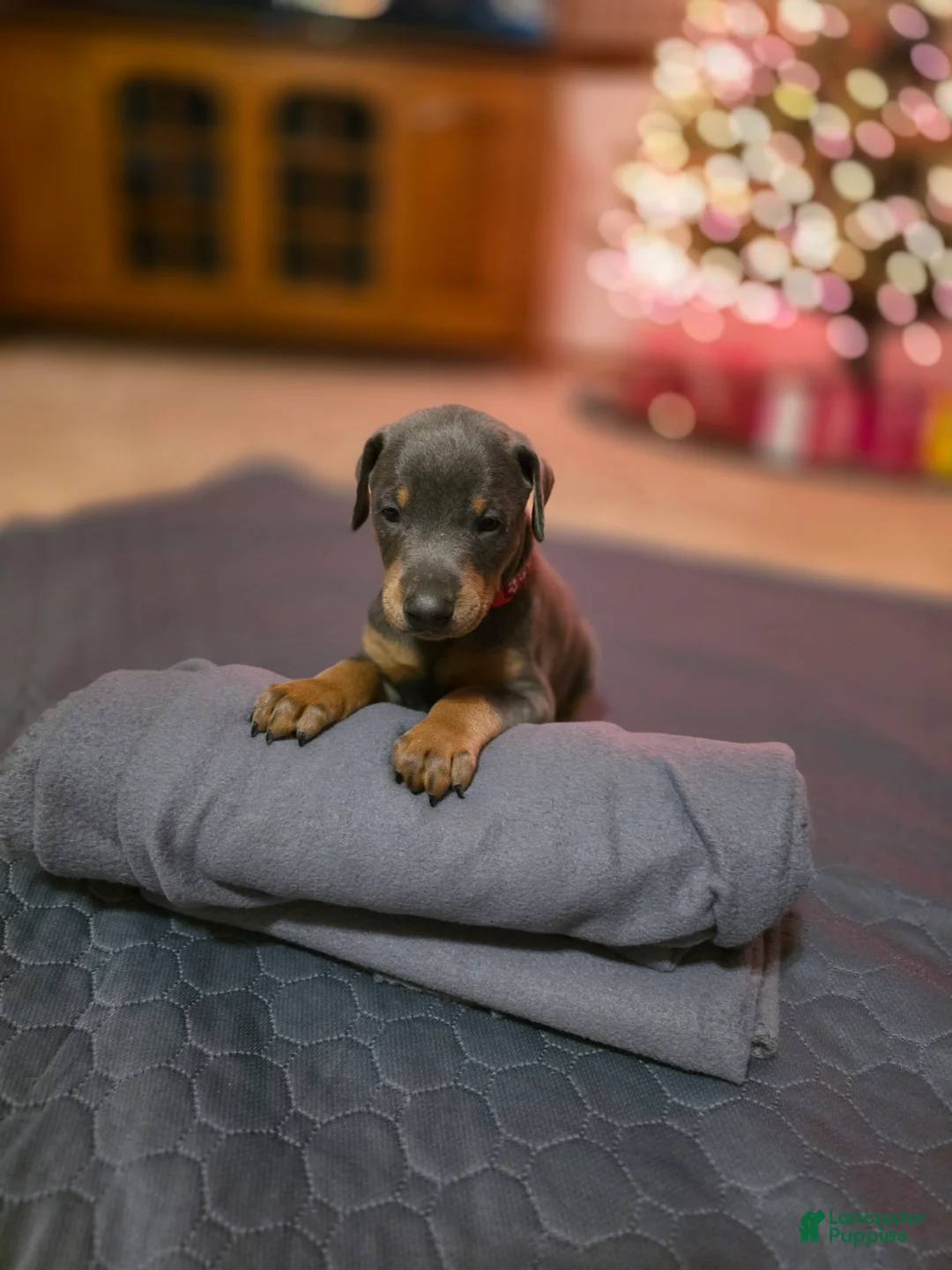 Doberman Pinscher dogs for sale: Doberman Pinscher Puppy Hunter - Ad 4