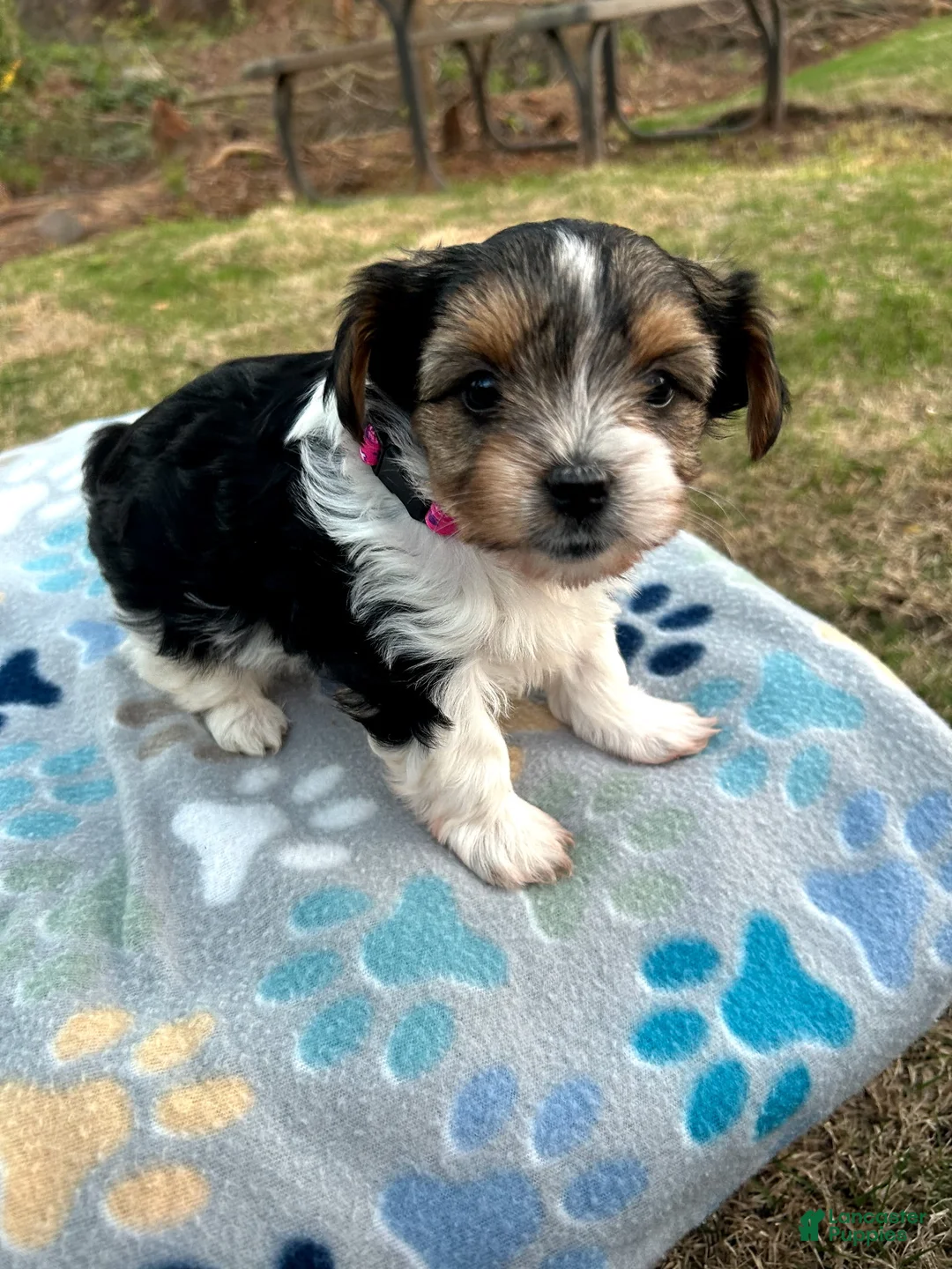 Yorkshire Terrier dogs for sale: Yorkshire Terrier Puppy 3 - Ad 2
