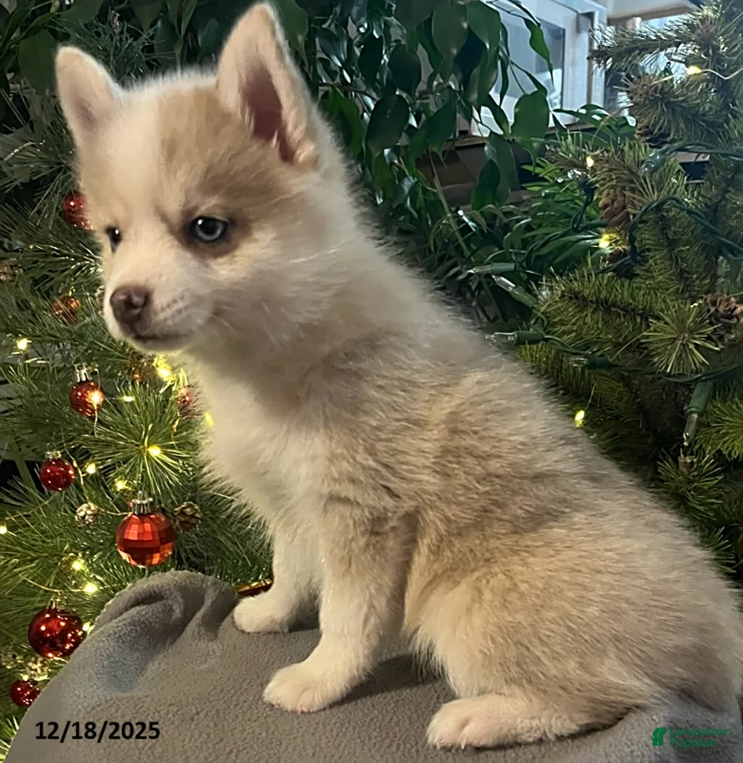 Pomsky dogs for sale: Herald - Ad 5