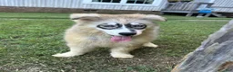 Siberian Husky dogs for sale: REYNA - Ad 26