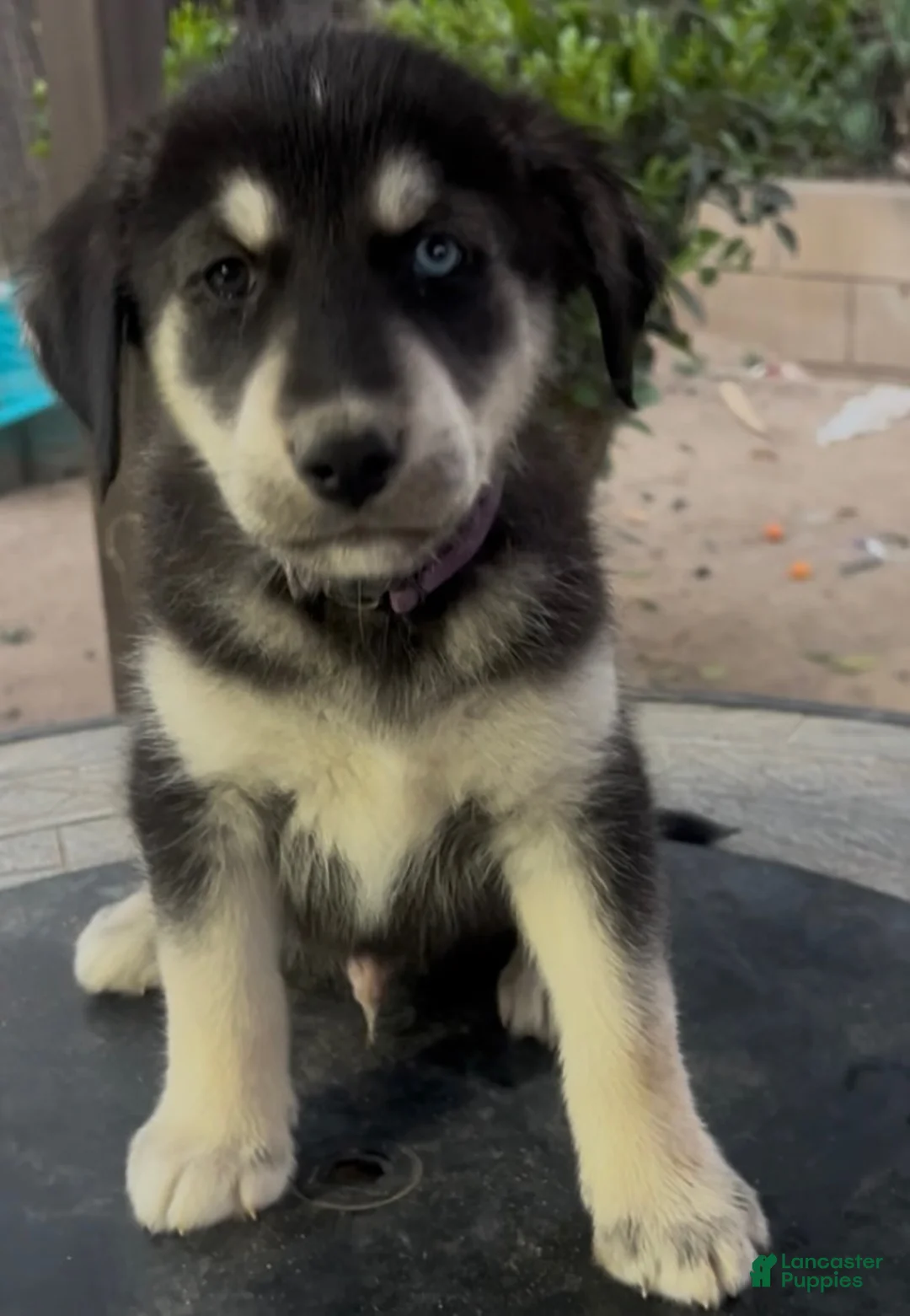 Goberian dogs for sale: Goberian Puppy 11 (Purple) - Ad 1