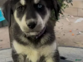 Goberian dogs Goberian Puppy 11 (Purple) - Ad 20