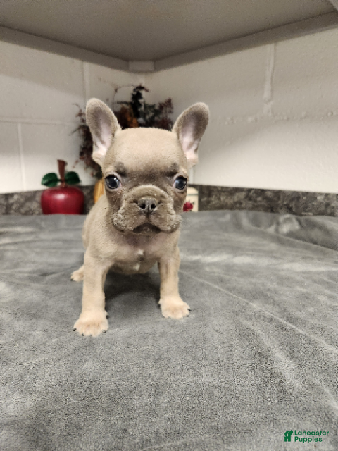 French Bulldog dogs Atlee - Ad 2