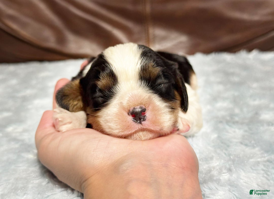 Cavalier King Charles Spaniel dogs for sale: Charlie  - Ad 6