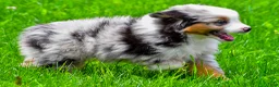 Miniature Australian Shepherd dogs for sale: Elon - Ad 9
