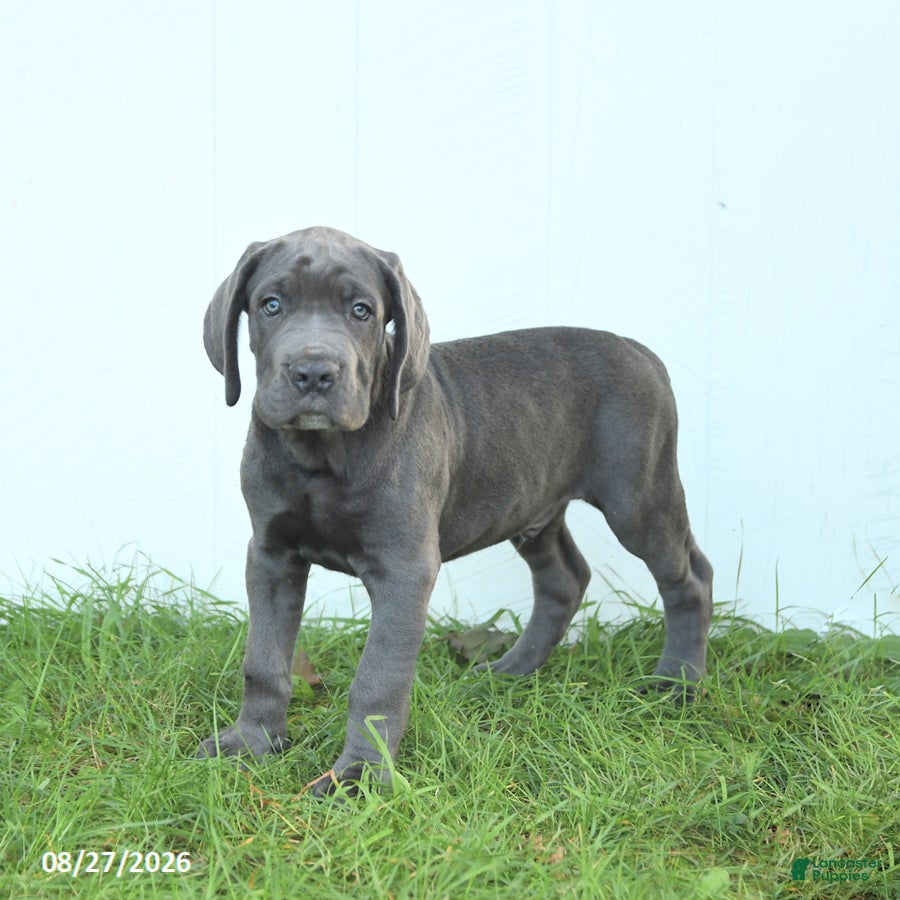 Cane Corso dogs Rodeo - Ad 1