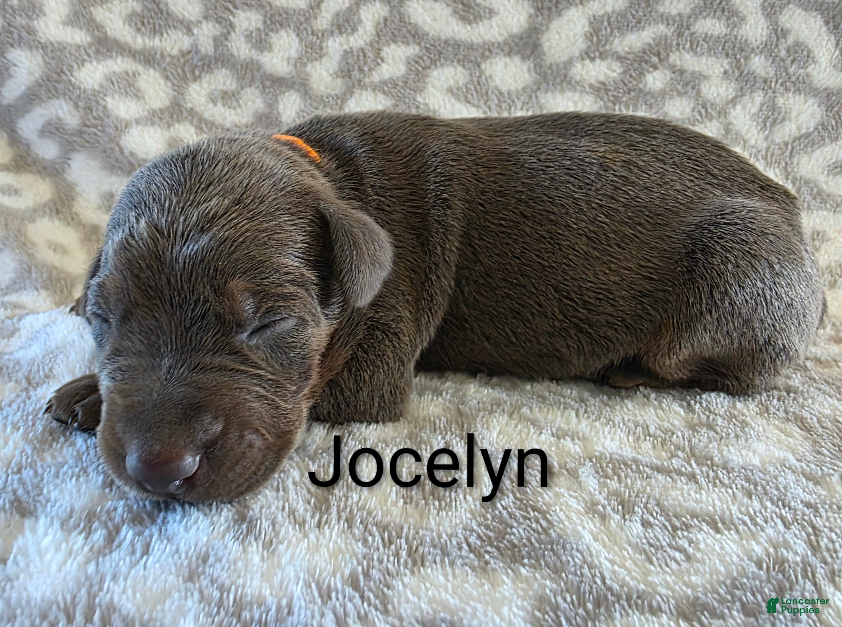 Doberman Pinscher dogs Doberman Pinscher Puppy 8 - Ad 7