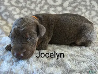 Doberman Pinscher dogs Doberman Pinscher Puppy 8 - Ad 7